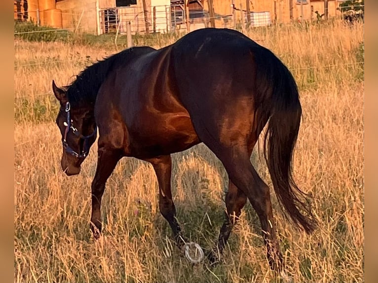 American Paint Horse Wallach 4 Jahre 150 cm Dunkelbrauner in Wasserburg am Inn