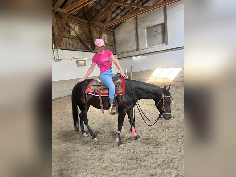 American Paint Horse Wallach 4 Jahre 150 cm Dunkelbrauner in Wasserburg am Inn