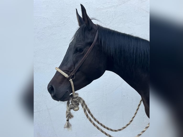 American Paint Horse Wallach 4 Jahre 150 cm Dunkelbrauner in Wasserburg am Inn