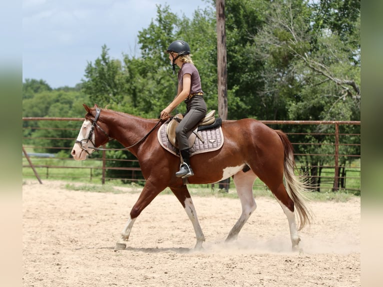 American Paint Horse Wallach 4 Jahre 150 cm Rotfuchs in Athens