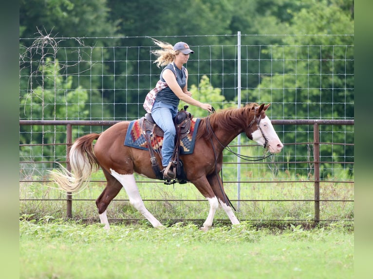 American Paint Horse Wallach 4 Jahre 150 cm Rotfuchs in Athens