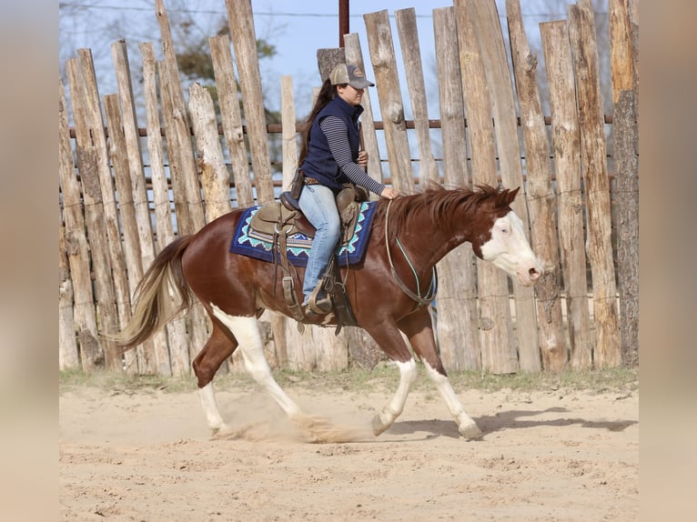 American Paint Horse Wallach 4 Jahre 150 cm Rotfuchs in Athens