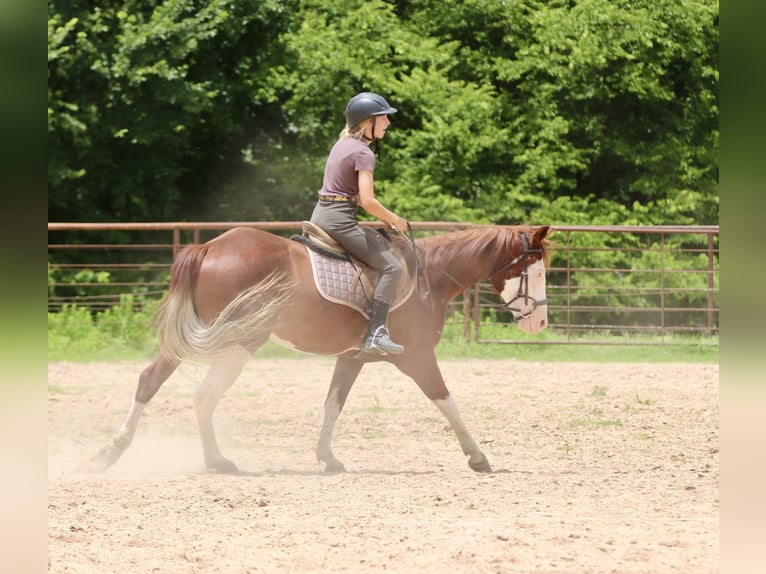 American Paint Horse Wallach 4 Jahre 150 cm Rotfuchs in Athens