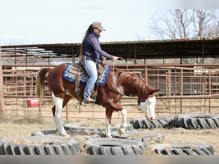 American Paint Horse Wallach 4 Jahre 150 cm Rotfuchs in Athens