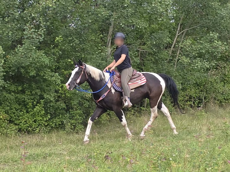 American Paint Horse Wallach 4 Jahre 150 cm Schecke in Linkenbach