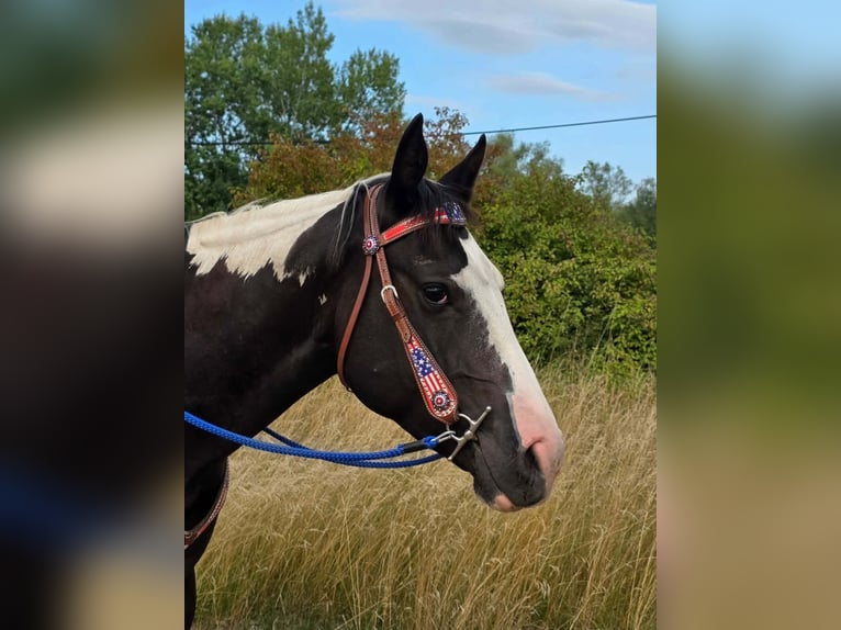 American Paint Horse Wallach 4 Jahre 150 cm Schecke in Linkenbach