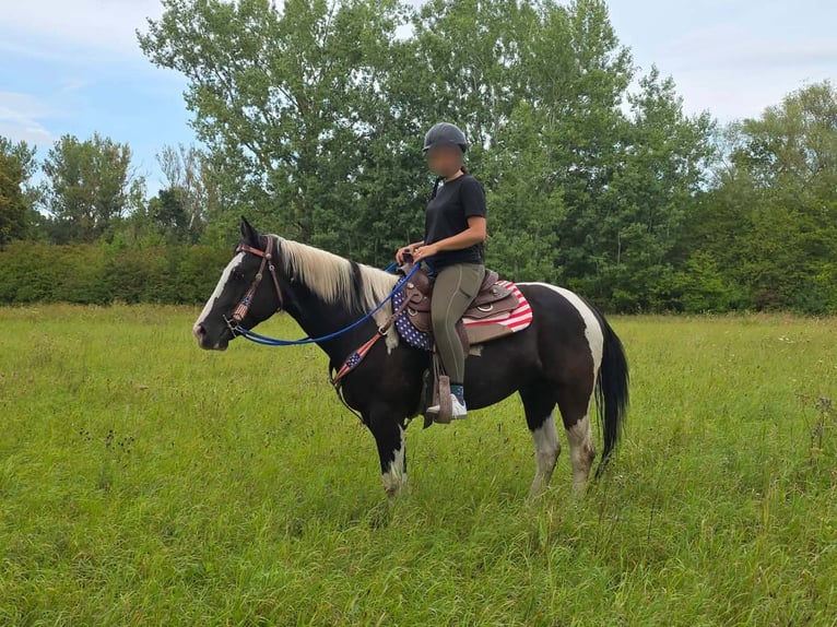 American Paint Horse Wallach 4 Jahre 150 cm Schecke in Linkenbach