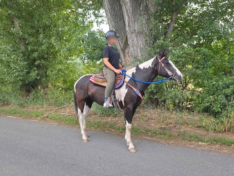 American Paint Horse Wallach 4 Jahre 150 cm Schecke in Linkenbach