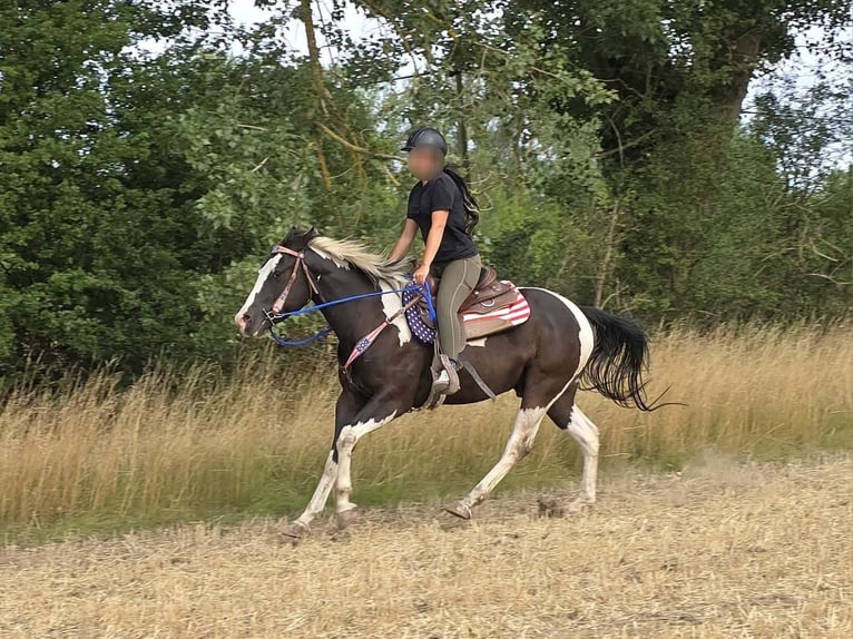 American Paint Horse Wallach 4 Jahre 150 cm Schecke in Linkenbach