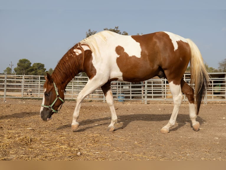American Paint Horse Wallach 4 Jahre 150 cm Tobiano-alle-Farben in Algaida