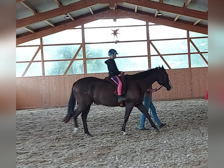 American Paint Horse Wallach 4 Jahre 151 cm in Plau am See