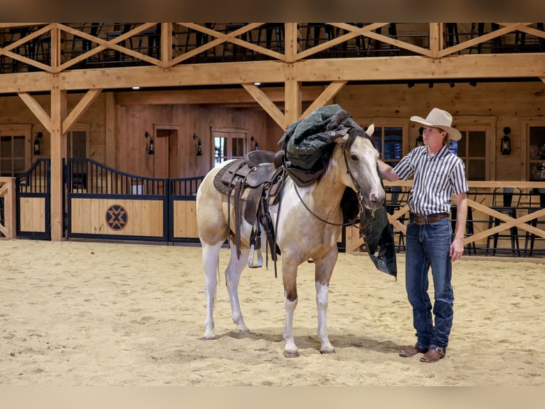 American Paint Horse Wallach 4 Jahre 152 cm Schecke in Needmore