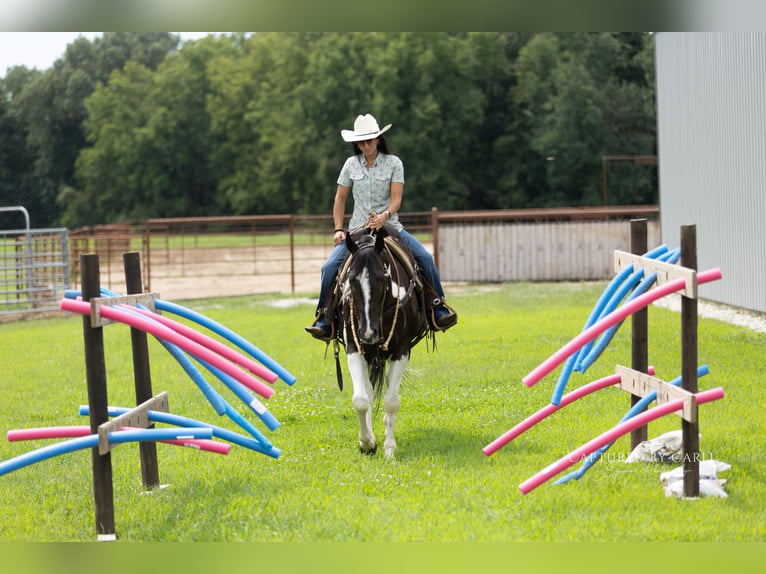 American Paint Horse Wallach 4 Jahre 152 cm Schecke in Lewistown