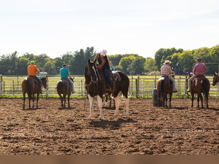 American Paint Horse Wallach 4 Jahre 152 cm Schecke in Lewistown