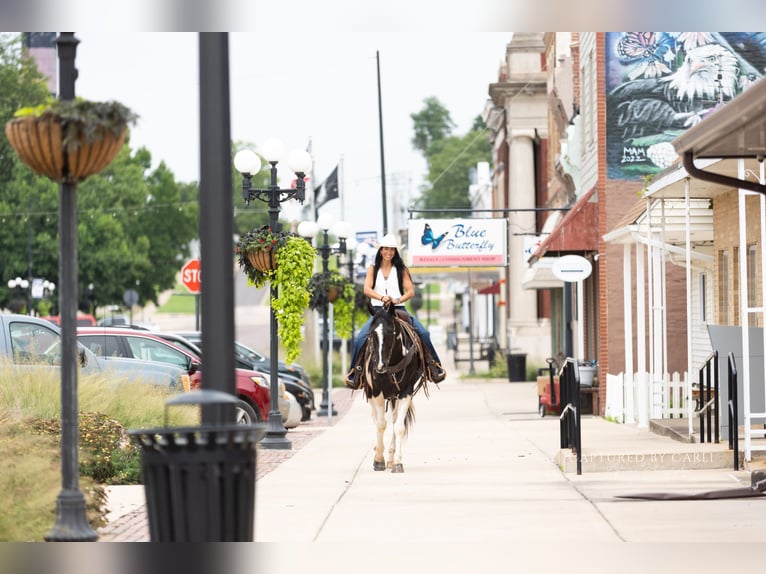 American Paint Horse Wallach 4 Jahre 152 cm Schecke in Lewistown