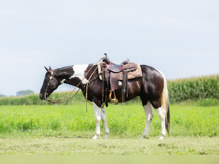 American Paint Horse Wallach 4 Jahre 152 cm Schecke in Lewistown