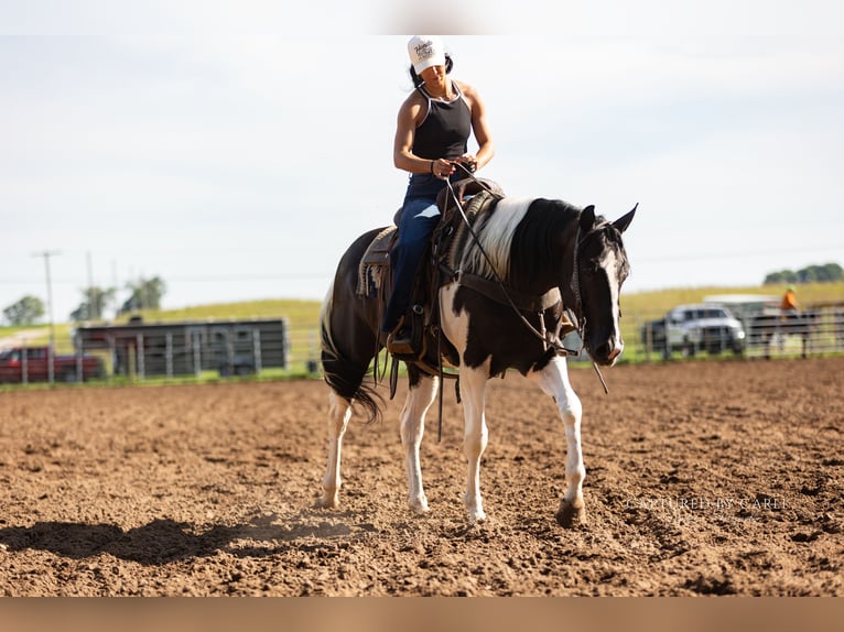 American Paint Horse Wallach 4 Jahre 152 cm Schecke in Lewistown