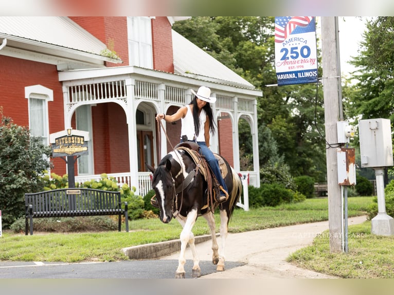American Paint Horse Wallach 4 Jahre 152 cm Schecke in Lewistown