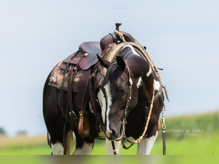American Paint Horse Wallach 4 Jahre 152 cm Schecke in Lewistown