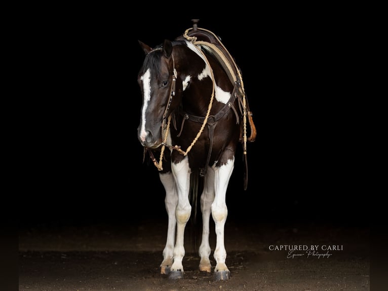 American Paint Horse Wallach 4 Jahre 152 cm Schecke in Lewistown