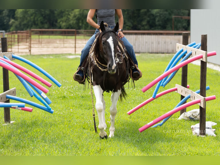 American Paint Horse Wallach 4 Jahre 152 cm Schecke in Lewistown