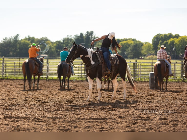 American Paint Horse Wallach 4 Jahre 152 cm Schecke in Lewistown