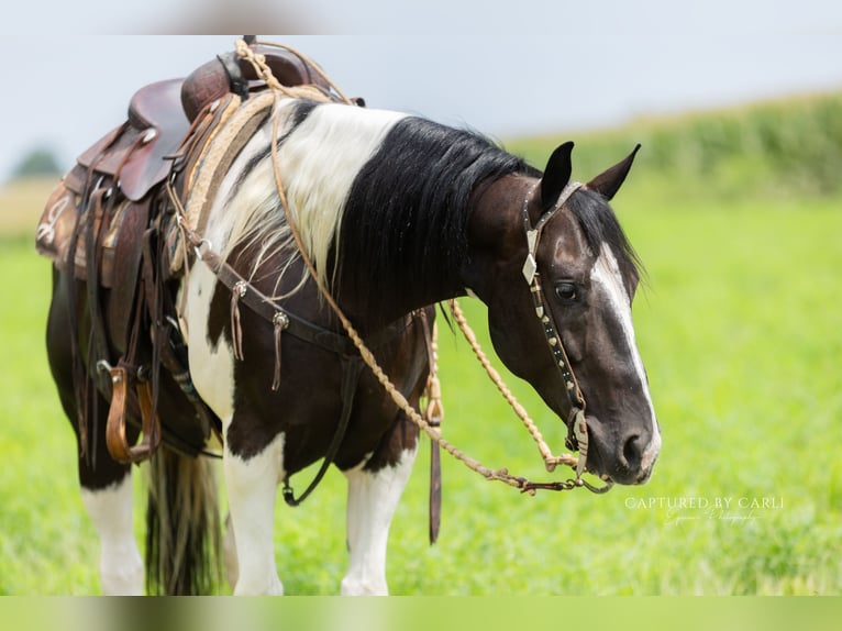 American Paint Horse Wallach 4 Jahre 152 cm Schecke in Lewistown