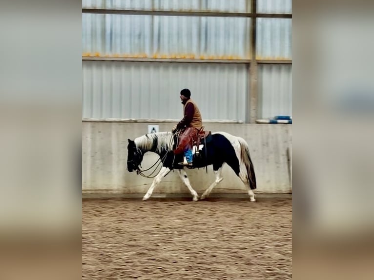 American Paint Horse Wallach 4 Jahre 152 cm Tobiano-alle-Farben in Asendorf