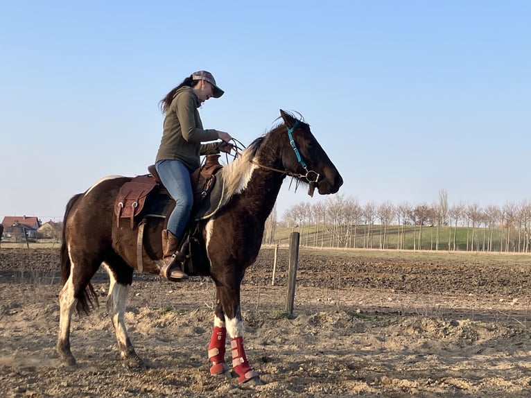 American Paint Horse Wallach 4 Jahre 153 cm Tobiano-alle-Farben in Tesedikovo