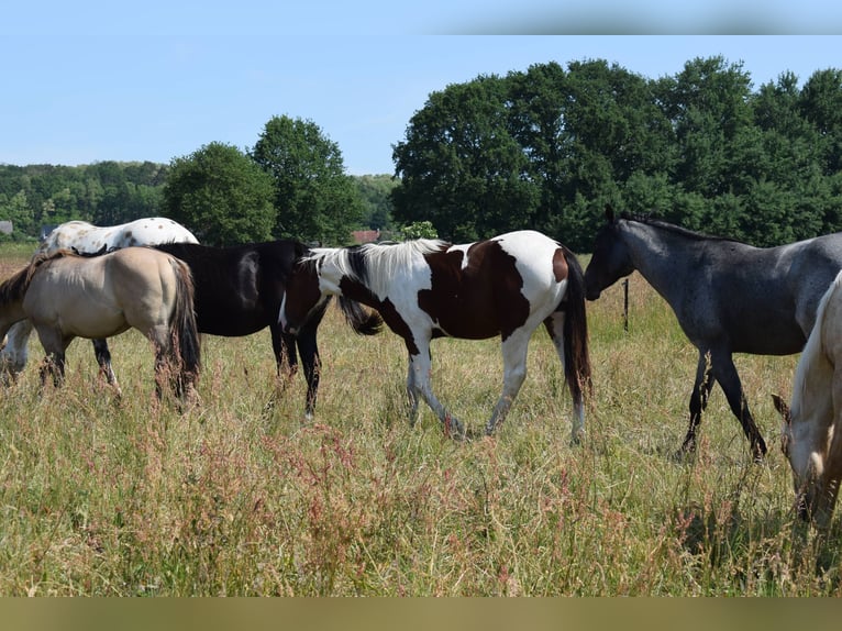 American Paint Horse Wallach 4 Jahre 153 cm Tobiano-alle-Farben in Neustadt Dosse