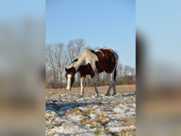 American Paint Horse Wallach 4 Jahre 153 cm Tobiano-alle-Farben in Neustadt Dosse