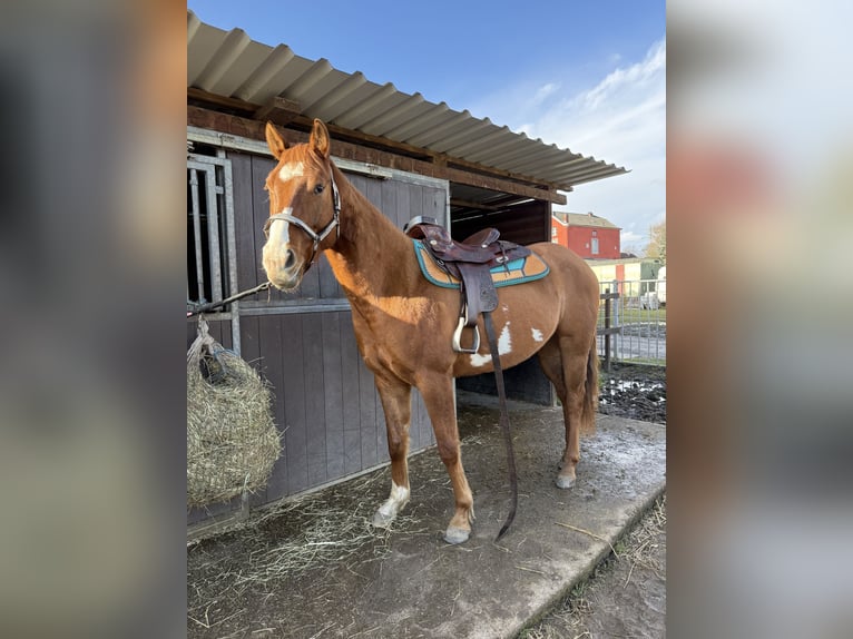 American Paint Horse Wallach 4 Jahre 154 cm Red Dun in Heerlen