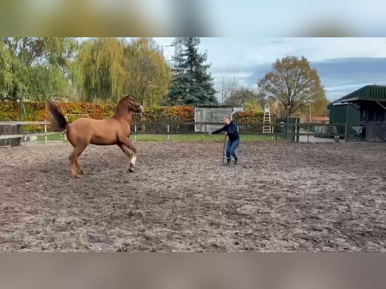 American Paint Horse Wallach 4 Jahre 154 cm Red Dun in Heerlen