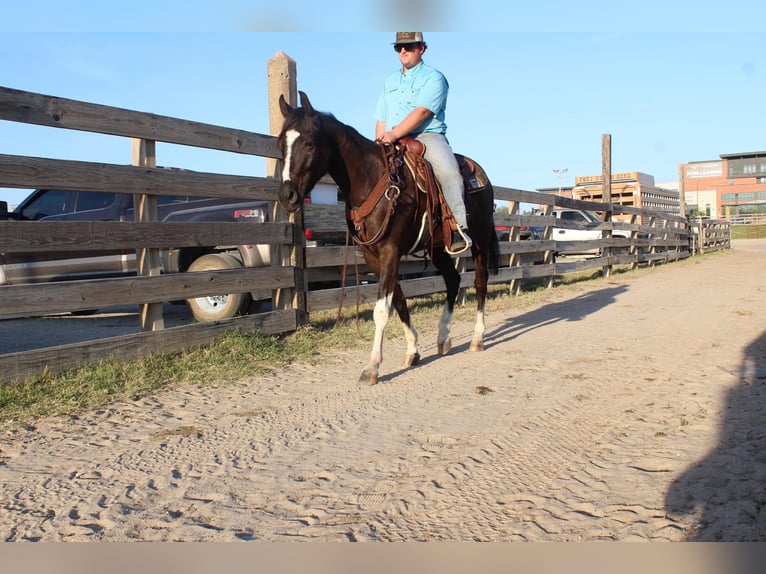 American Paint Horse Wallach 4 Jahre 155 cm Rappe in Poolville