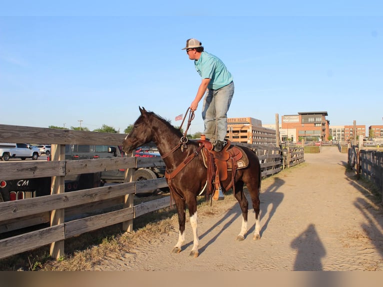 American Paint Horse Wallach 4 Jahre 155 cm Rappe in Poolville