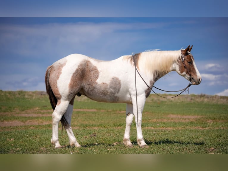 American Paint Horse Wallach 4 Jahre 155 cm Schecke in Saint Anthony
