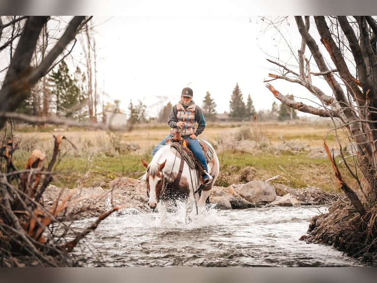 American Paint Horse Wallach 4 Jahre 155 cm Schecke in Saint Anthony