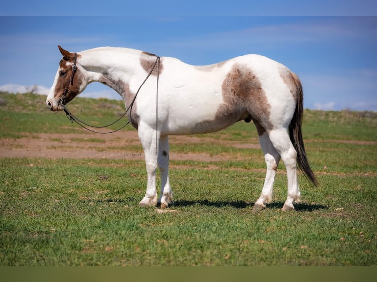 American Paint Horse Wallach 4 Jahre 155 cm Schecke in Saint Anthony