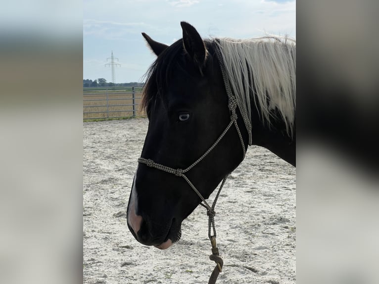 American Paint Horse Wallach 4 Jahre 155 cm Tobiano-alle-Farben in Asendorf