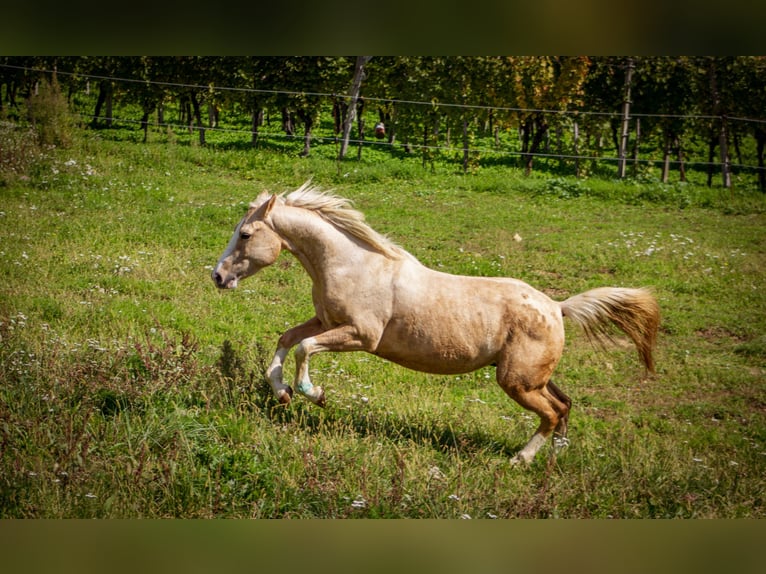 American Paint Horse Mix Wallach 4 Jahre 156 cm Palomino in Podplat