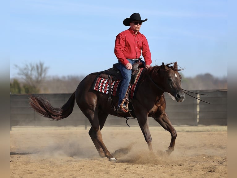 American Paint Horse Wallach 4 Jahre 157 cm Dunkelfuchs in Buffalo