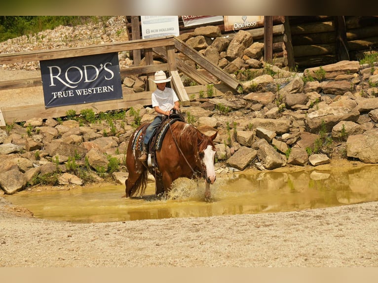 American Paint Horse Wallach 4 Jahre 157 cm Rotfuchs in Fresno