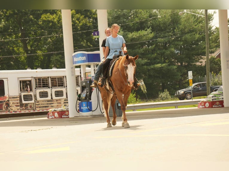 American Paint Horse Wallach 4 Jahre 157 cm Rotfuchs in Fresno