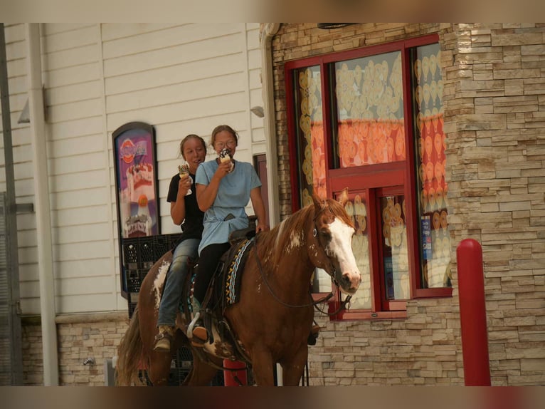 American Paint Horse Wallach 4 Jahre 157 cm Rotfuchs in Fresno