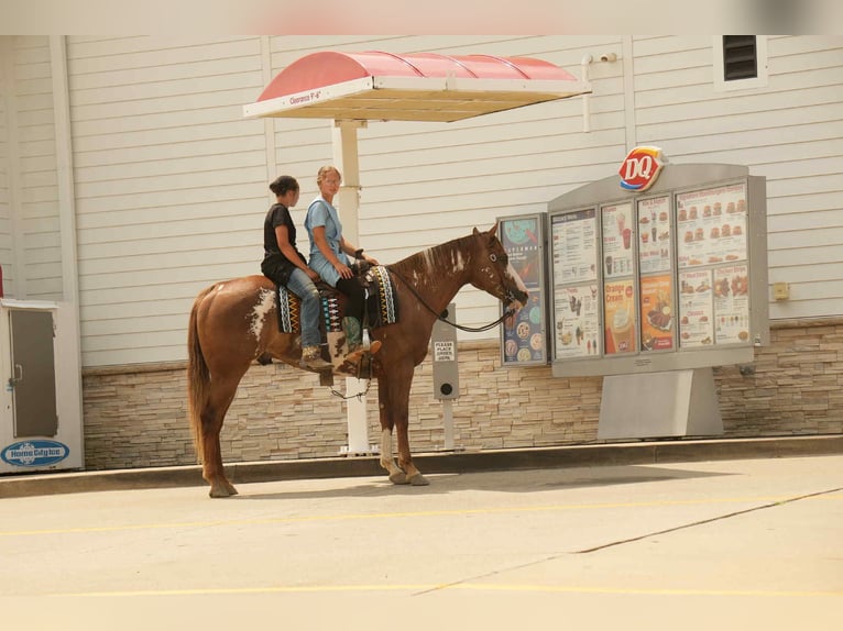 American Paint Horse Wallach 4 Jahre 157 cm Rotfuchs in Fresno