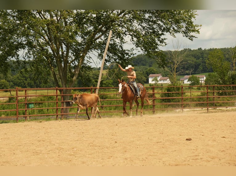 American Paint Horse Wallach 4 Jahre 157 cm Rotfuchs in Fresno
