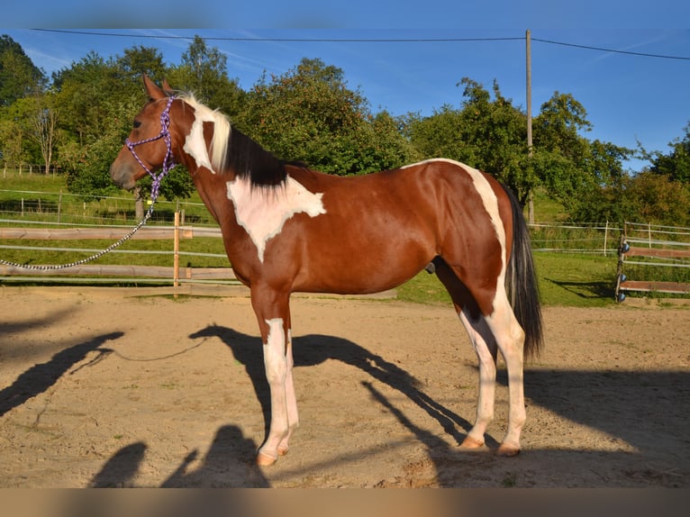 American Paint Horse Wallach 4 Jahre 157 cm Tobiano-alle-Farben in Bonefeld