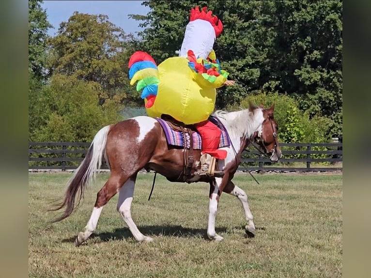 American Paint Horse Wallach 4 Jahre 157 cm Tobiano-alle-Farben in Robards