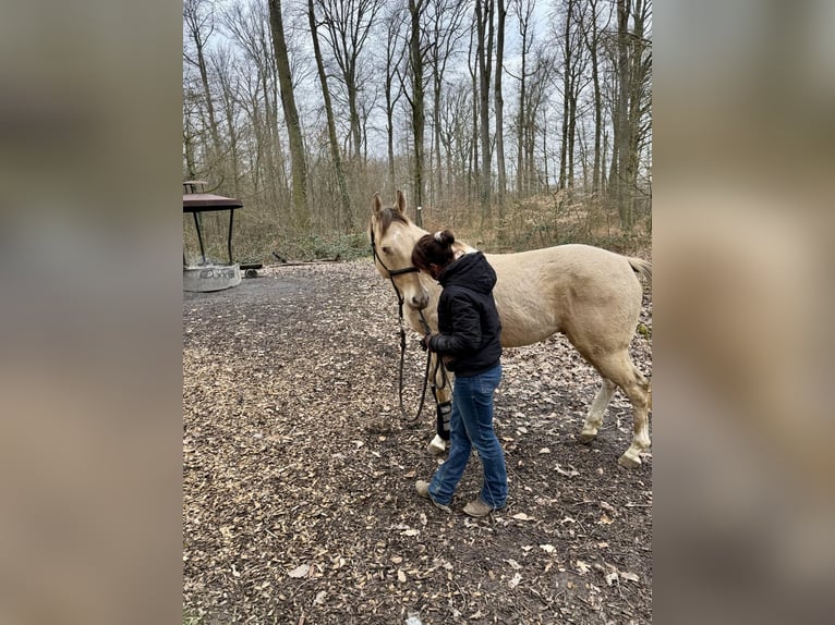 American Paint Horse Wallach 4 Jahre 158 cm Champagne in Remseck am Neckar