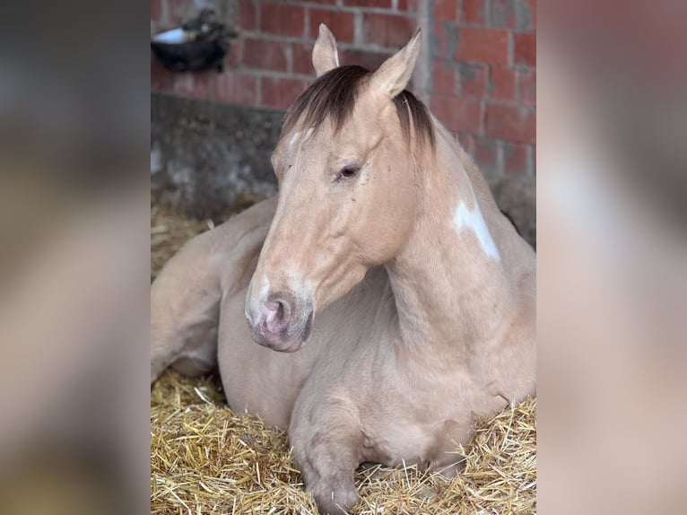 American Paint Horse Wallach 4 Jahre 158 cm Champagne in Remseck am Neckar